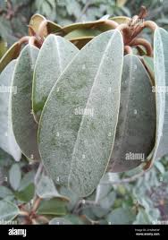 Image result for Englerophytum natalense