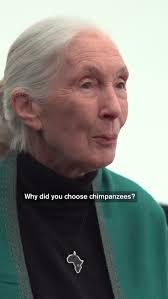 “The thing I learned was the way they reconciled after conflict. If only we  humans could learn that…. “, Shared from @museumofscience : Dr. Jane  Goodall was more than just an ethologist. She was a ...