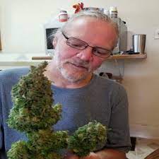 Red Headed Stranger Strain Growing Tips And Medical Effects Marijuana Guides
