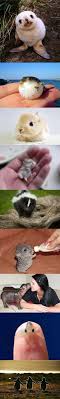 3 solutions pour faire garder vos animaux rouge framboise babyanimals in 2020 niedliche tiere tiere susse tiere