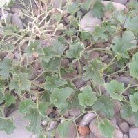 Image result for Cucumis engleri
