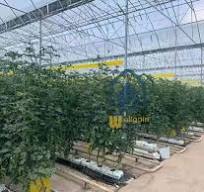 PP roll tomatoes growing gutter Company