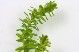 Image result for Elodea