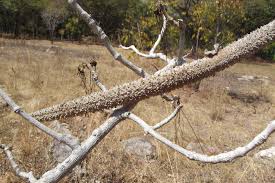 Image result for Strophanthus eminii