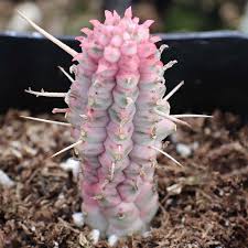 Image result for Euphorbia corniculata