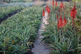 Image result for Aloe arborescens