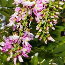 Image result for Gliricidia sepium