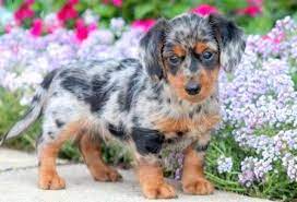 Healthy yorkie puppies for sale. Dorkie Puppies For Sale Puppy Adoption Keystone Puppies