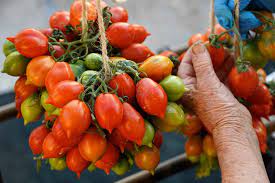 Maybe you would like to learn more about one of these? Pomodorino Del Piennolo Nasce Orto Vulcanico Ed E Esplosione Di Sapori