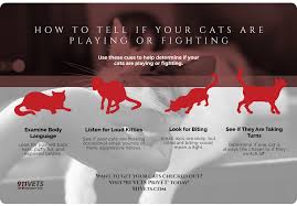 Almost like a good play fight, and they are training how to actually fight. How To Tell If Your Cats Are Playing Or Fighting Privet 911vet