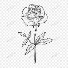 800 x 800 jpeg 118 кб. Valentine Flowers Rose Line Drawing Png Image Psd File Free Download Lovepik 401693575