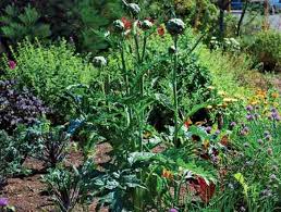 Perennial weeds regrow from previously established roots, dormant stolons, tubers, rhizomes, as well as the seed. Growing Marijuana In A Polyculture Environment Organic Gardening Mother Earth News