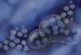 Learn more about the signs that may reveal you have an issue that need attention Die Richtige Behandlung Bei Norovirus Infektion Aponet De
