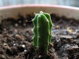 El cactus san pedro es una planta cactácea muy querida por sus llamativas flores blancas. Ficha Completa Del Cactus San Pedro Jardineria On