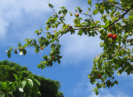 Image result for Eugenia uniflora