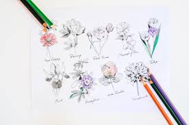 Cactus for coloring books or page. Herb Flower Adult Coloring Pages