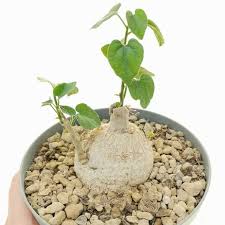 Image result for Pyrenacantha