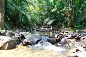 Majlis keselamatan negara‏verified account @mknjpm jan 11. Hutan Lipur Negeri Johor Forestry Department Peninsular Malaysia