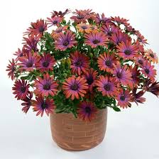 Image result for paprskovka obrázek