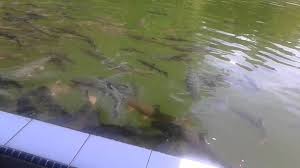 Ada kalanya, air akuarium yang terlihat jernih dan bersih, ternyata mengandung racun. Ikan Sakti Sungai Janiah The Sacred Fish By Ryuchan11