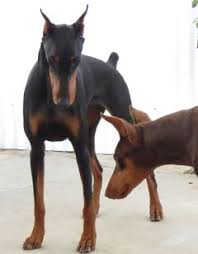 Such laws range from outright bans on the possession of these dogs, to restrictions and conditions on ownership, and often establishes a legal presumption that such dogs are dangerous or vicious. Doberman Pinscher Groups Meetup