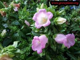 Growing Canterbury Bells Plants Outdoor Plants Flowers