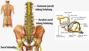Sumsum tulang belakang merupakan salah satu bagian dari sistem saraf pusat manusia yang menghubungkan sistem saraf tepi dan sistem saraf pusat di otak. Sumsum Tulang Belakang Pengertian Letak Fungsi Struktur Dan Bagian Struktur Sumsum Tulang Belakang Medula Spinalis Manusia Lengkap Sekolahan Co Id