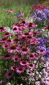 Coneflower Rubinglow Echinacea Purpurea 24 30 Tall Blooms June August Echinacea Purpurea Echinacea Echinacea Benefits