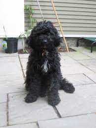 Goldendoodle Wavy Coat Grooming A Curly Fleece Coat Scissors Or Clippers Labradoodle Curly Dogs Labradoodle Fleece Coat Goldendoodle Black