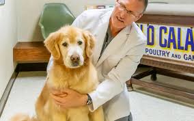Bravecto is cheaper from vetuk! Does Bravecto Kill Dogs Paoli Vetcare