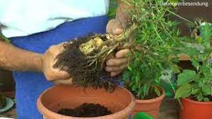 Dies ist mein erster bonsai, ich habe also leider nicht all ich dachte mir am anfang nichts bei, weil es nur ein, zwei blätter waren. Bonsai Verliert Alle Blatter Was Konnen Wir Machen Um Ihn Zu Retten Youtube