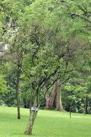 Image result for Maerua