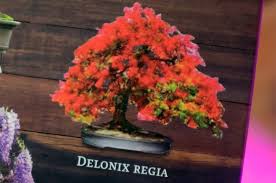 (see pic attached) we live in an apartment in new york city and i. Planters Choice Bonsai Real Leaf Rainydaymagazine