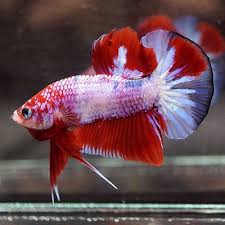 Live Betta Fish Fancy Red Koi Full Galaxy Halfmoon Plakat Hmpk Male 345 Betta Live Fish For Sale Betta Fish