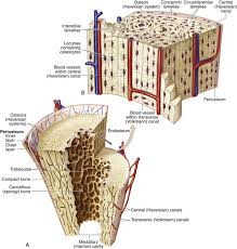 Transverse cross section of compact bone tissue; Cross Section Of Spongy Bone Bone Tissue To Skeletal System Ppt The Main Function Of Compact Bone Is To Support The Whole Body Whereas Spongy Bones Support The Body Structure