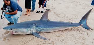 The distance is the same either way if you're flying a straight line (or driving the same roads back and forth). Was Shark That Stranded At A M Seen First By Port Aransas Anglers Port Aransas South Jetty