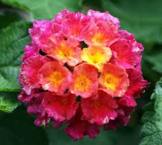 Lantana Pink Gelb 5 Liter Buckets Potted Rarities