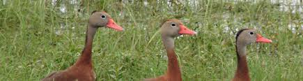 Common Ducks In Central Florida Uf Ifas Extension Polk County