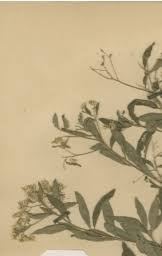 Image result for Vernonia thomsoniana