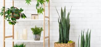 Una guía práctica para que florezcan los pequeños rincones de tu hogar. Decoracion Con Plantas De Interior Servei Estacio