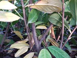 Leaf spot can be treated with chemicals. Pests Diseases And Other Problems With Laurel Hedge Plants Hopes Grove Nurseries