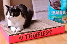 Today, we're building a cat scratcher! Momma Told Me D I Y Cardboard Cat Scratcher Tutorial Or How To Convince Your Cat They Want To Destroy Something