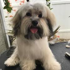 This must be printed out, completed, signed and mailed to halo, p.o. Havanese Rescue Inc Havaneserescue Twitter