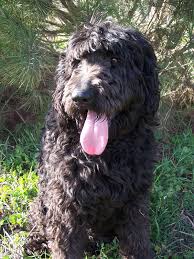 German shepherd poodle mix shepadoodle. Shepadoodle Dog Breed Information And Pictures Petguide