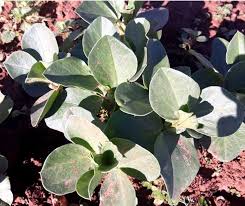 Pierfrancesco favino (roma, 24 agosto 1969) è un attore e doppiatore italiano. Piccole Piante Di Favino Crescono Feudo Santa Tresa Facebook