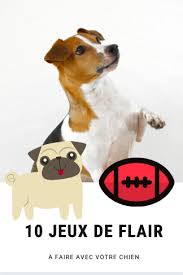10 Jeux De Flair En 2020 Chien Jeu Chien Activites Pour Chien
