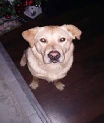 Chiens A Donner Adopter Ou A Vendre Partout En France