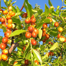 Image result for Ziziphus