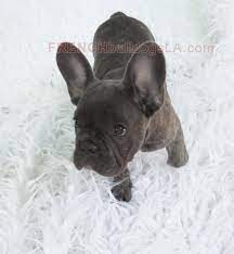 Blue French Bulldog Reverse Brindle Puppy 02 French Bulldog Dog White French Bulldog Puppies French Bulldog