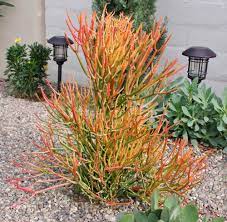 Spark a fire with ease using these tinder sticks, rich in natural resins and minerals. Pencil Cactus Euphorbia Tirucalli Firesticks In The Euphorbias Database Garden Org